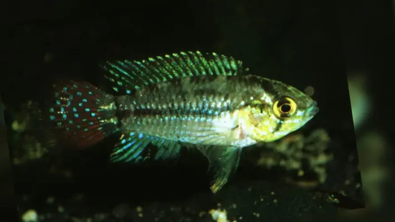 Apistogrammoides Pucallpensis