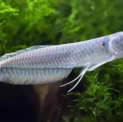 Silver Arowana