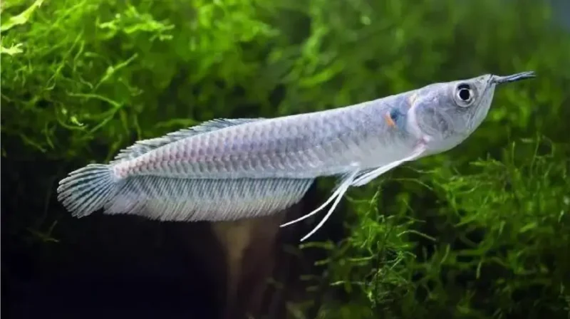 Silver Arowana