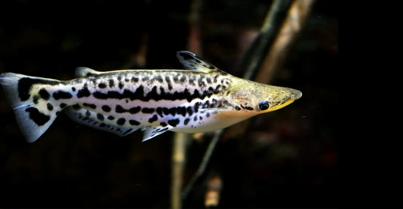 Black Driftwood Catfish