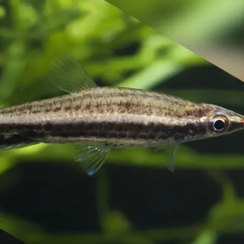Auratus