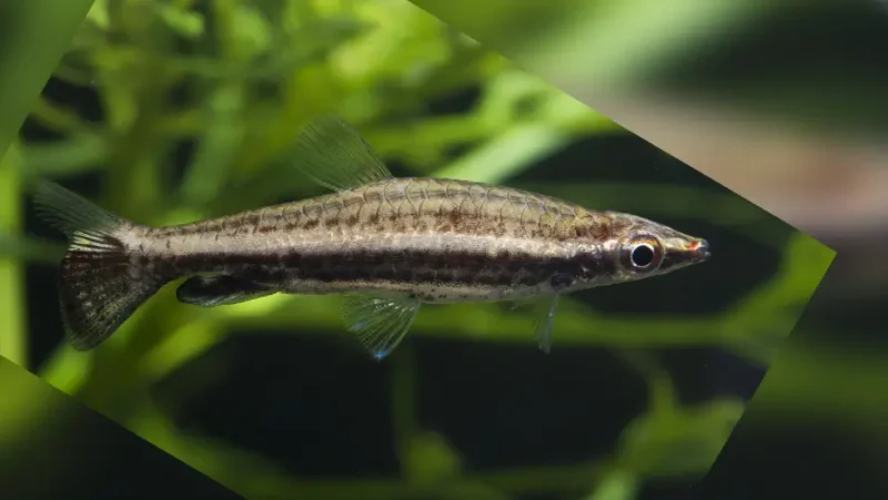 Auratus