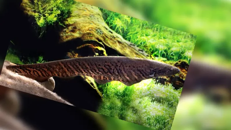 Banded Knifefish
