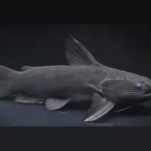 Black Driftwood Catfish