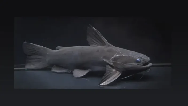 Black Driftwood Catfish