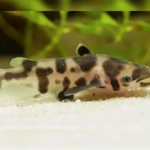 Bottlenose Catfish