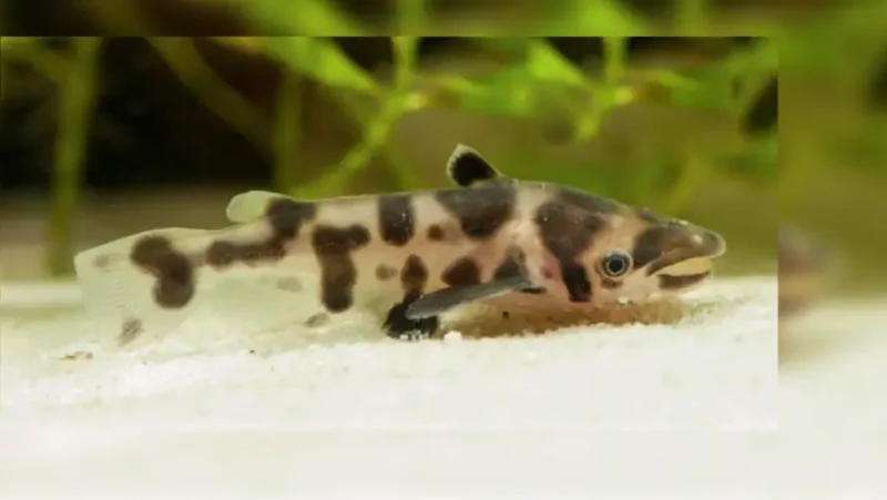 Bottlenose Catfish