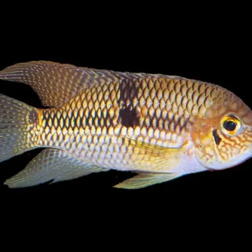 Bujurqui Metae