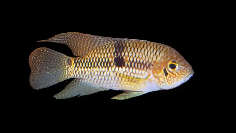 Bujurqui Metae
