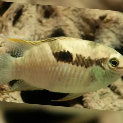 Bujurqui Paracas