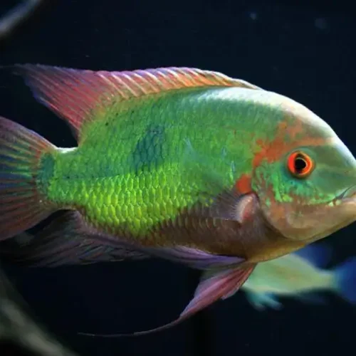 Bujurqui Purple