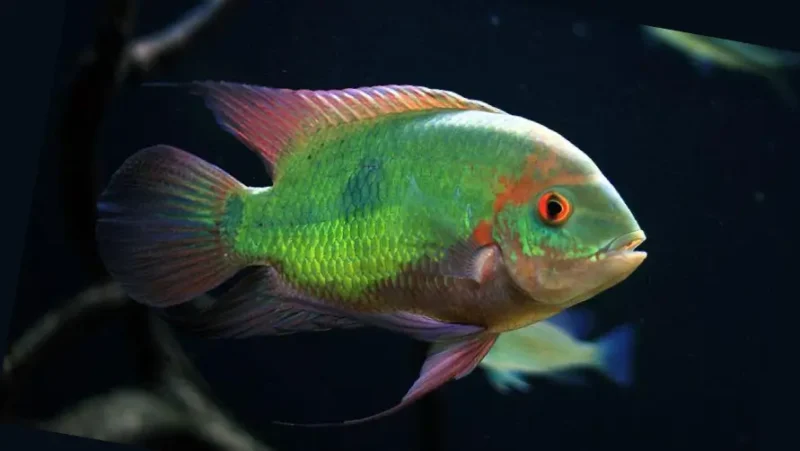 Bujurqui Purple