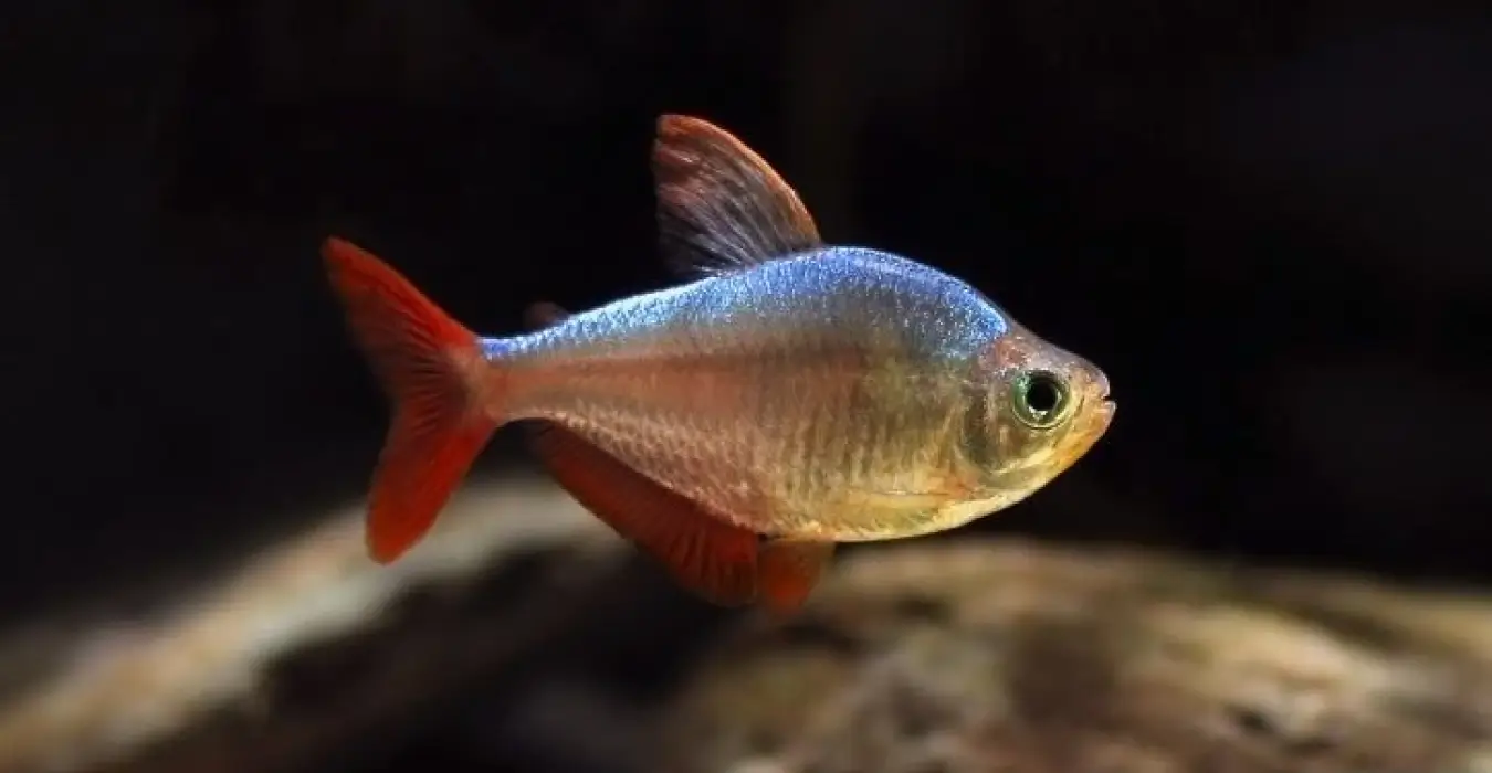 Astyanax