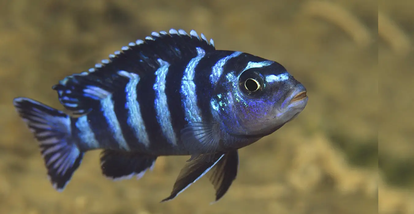 CICHLIFORMES Agassizi's Dwarf Cichlid
