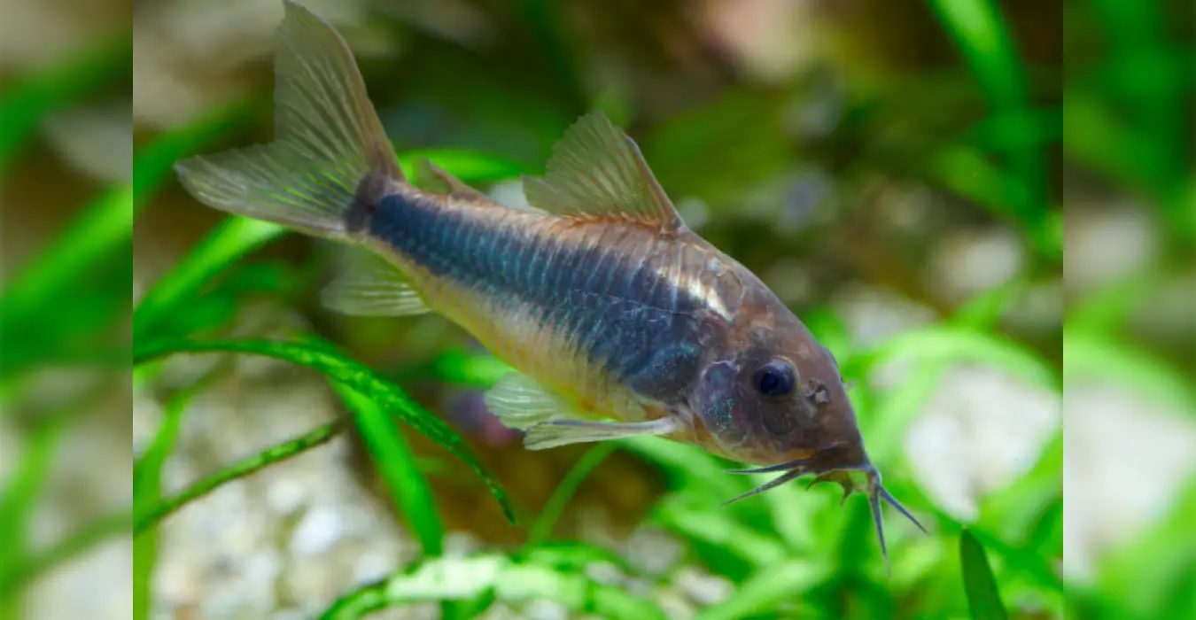 Cory agassizzii
