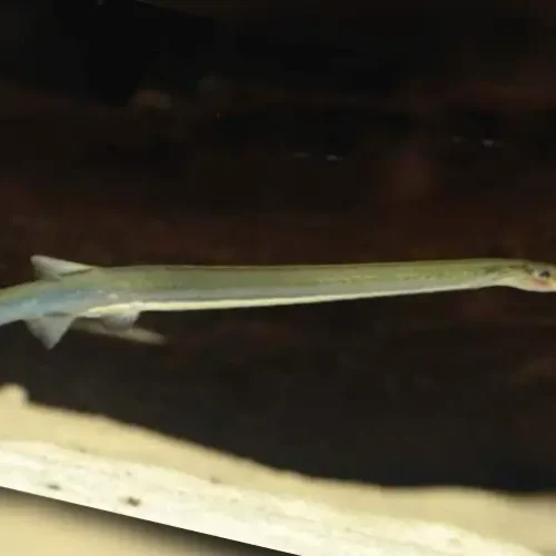 Canero minutus