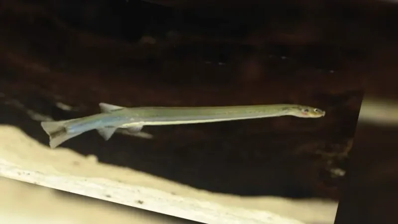 Canero minutus