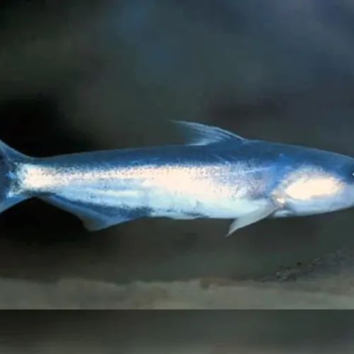 Blue Whale Catfish