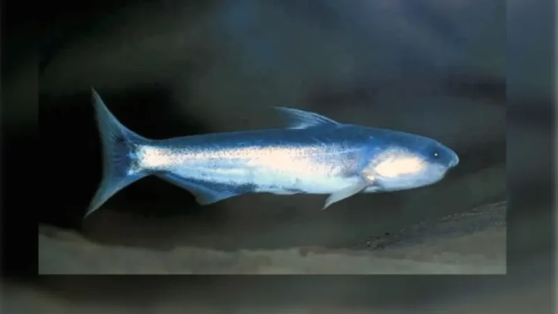 Blue Whale Catfish