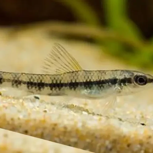 Characidium