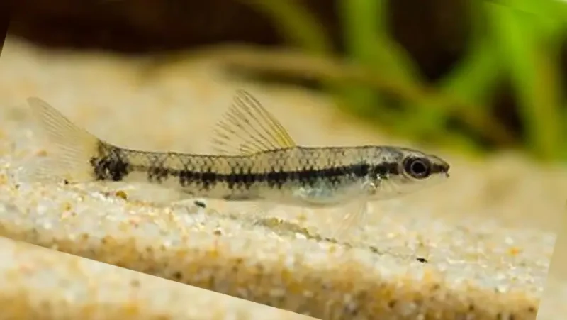 Characidium