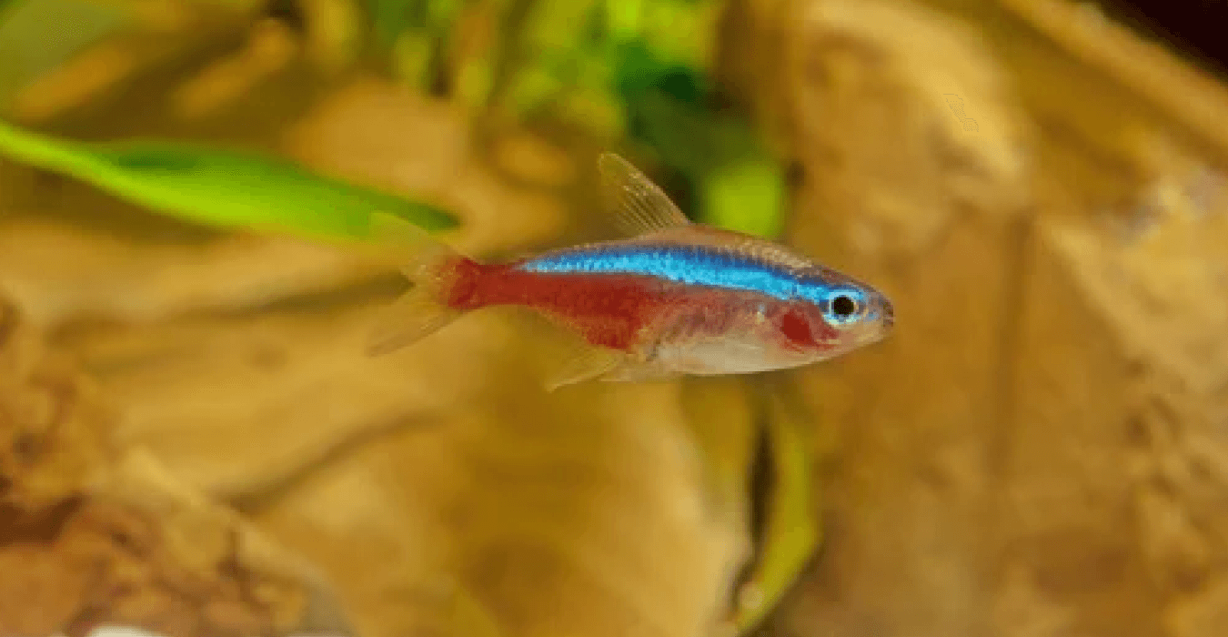 Auratus