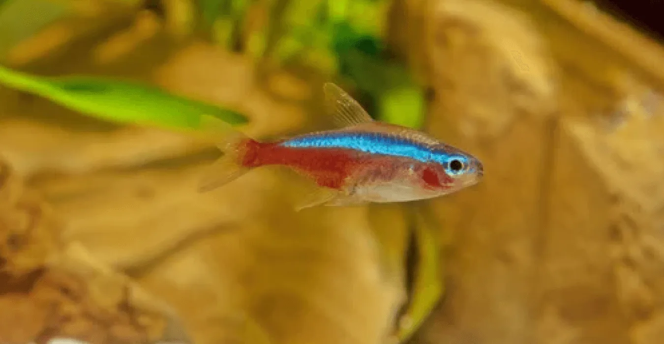 Auratus