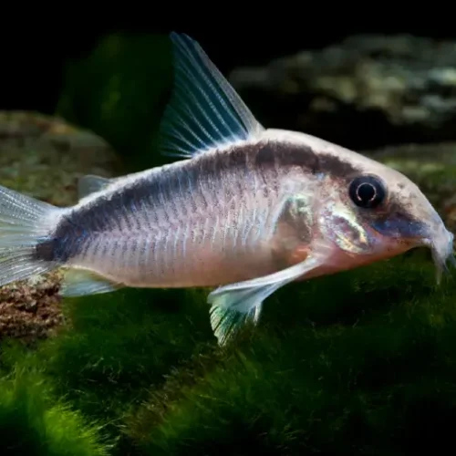 Cory Arcuatus