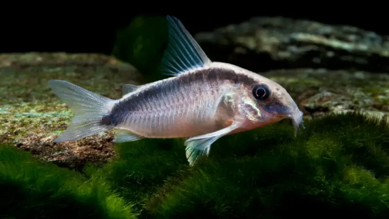 Cory Arcuatus
