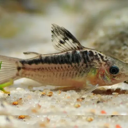 Cory Elegans