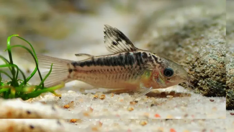 Cory Elegans