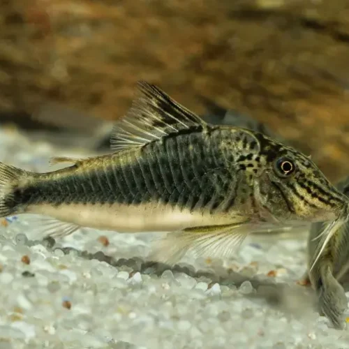 Cory fowleri