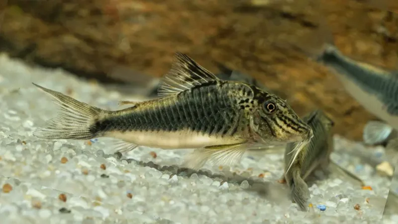 Cory fowleri