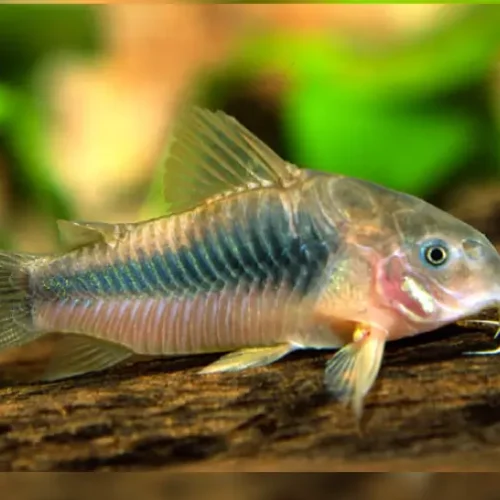 Cory peru gold striped