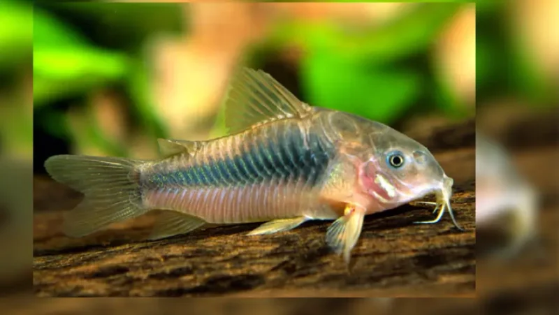 Cory peru gold striped