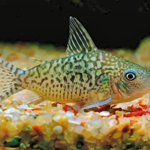 Cory Reticulatus