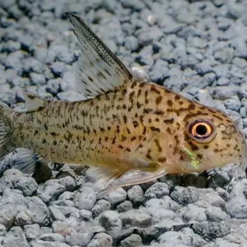 Corydoras Loretoensis