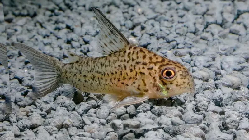 Corydoras Loretoensis