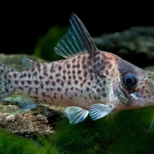 Cory agassizzii