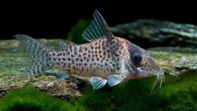 Cory agassizzii