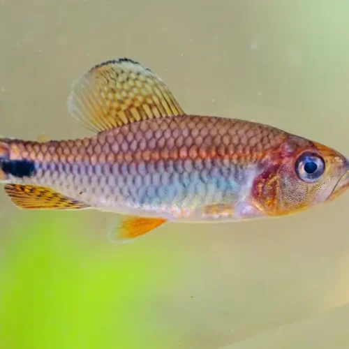 Crenuchus