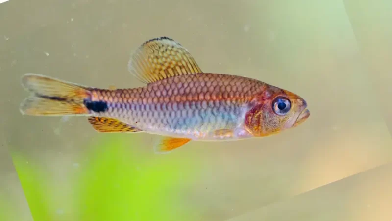 Crenuchus