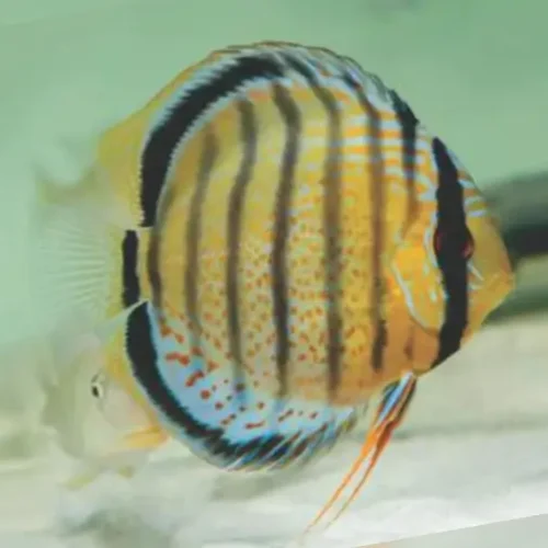 Discus