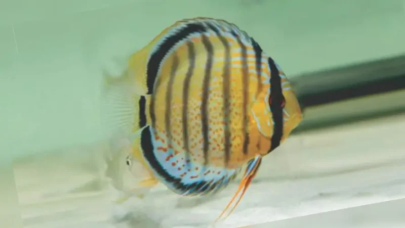 Discus