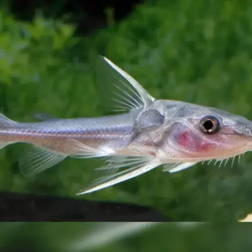 Dolphin catfish