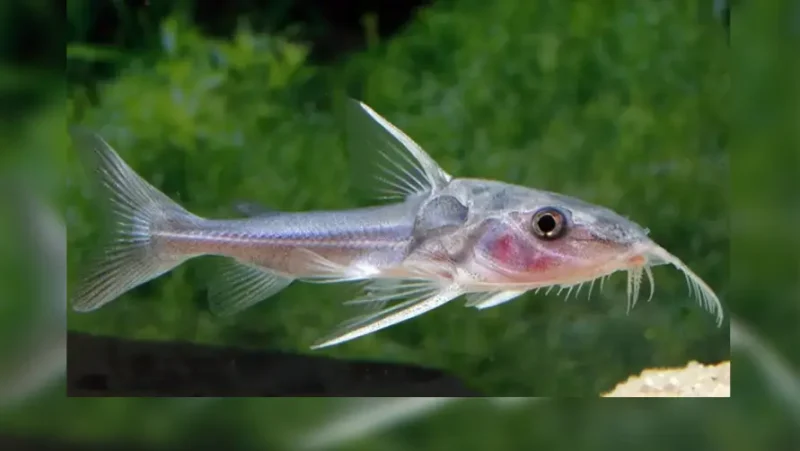 Dolphin catfish