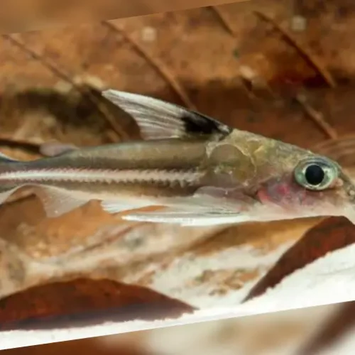 Dolphin fish ornatus