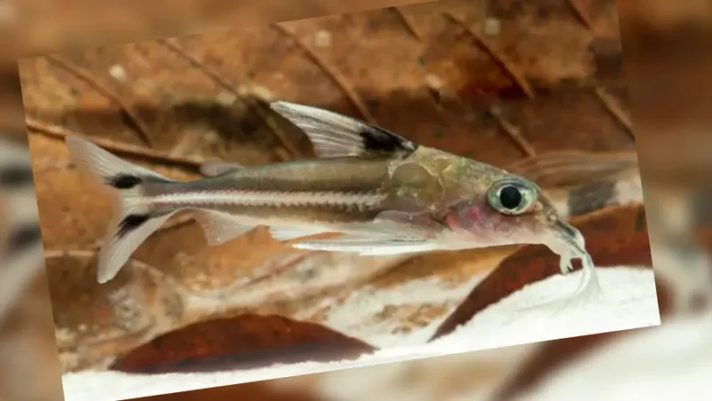 Dolphin fish ornatus