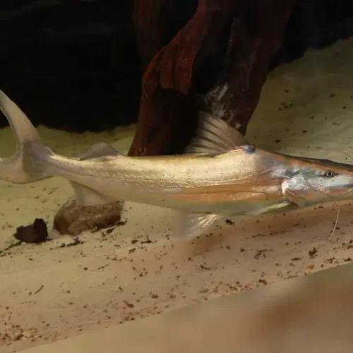 Dorado