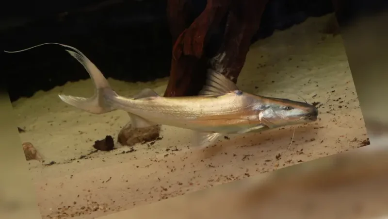 Dorado